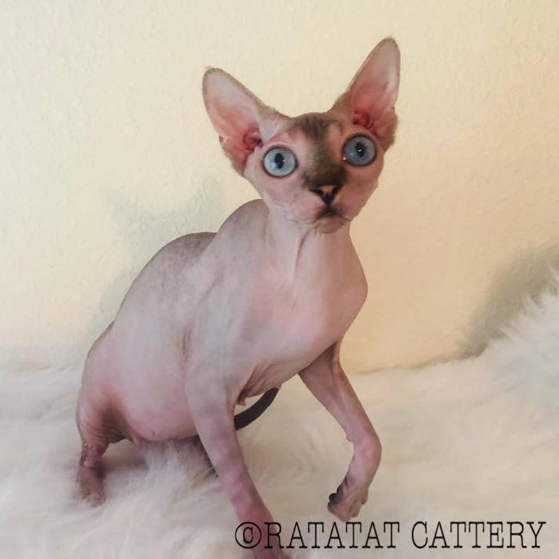 white sphynx cat for sale